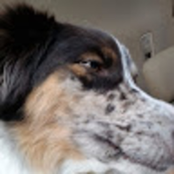 Meet your Posher, Nicholas - Picture 1 of 1